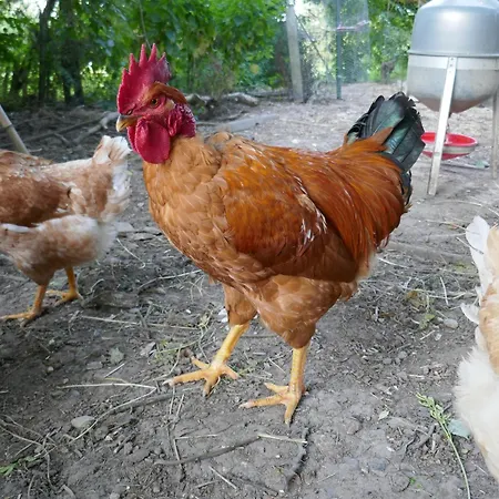 Yourte Mongole Aux Nuits Insolites D'argoumbat Campingplads Beaumont-de-Lomagne