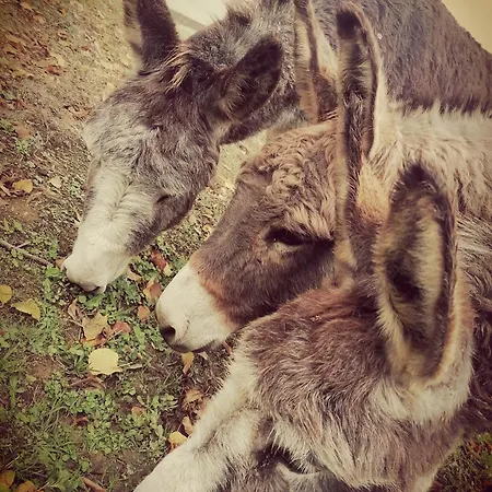Campingplads Yourte Mongole Aux Nuits Insolites D'argoumbat